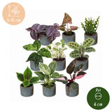Baby plantes surprise avec cache-pots Linnea bleu brume - lot de 3, 6 ou 9 mini plantes tropicales - pot Ø6 cm - photo 6