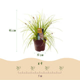 Carex Everillo - 4 plants - H 50 cm, pot Ø17 cm