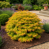 Érables du Japon Summergold - 2 plants - H 70 cm, pot Ø19 cm