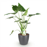 Alocasia Cucullata – Main de Bouddha | Pot 17 cm