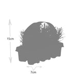 Lavande vraie en godet - 6 plants - H 15 cm, pot Ø7 cm