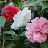 Camélia du Japon Tricolor - Camellia japonica - H 30 cm, pot Ø15 cm