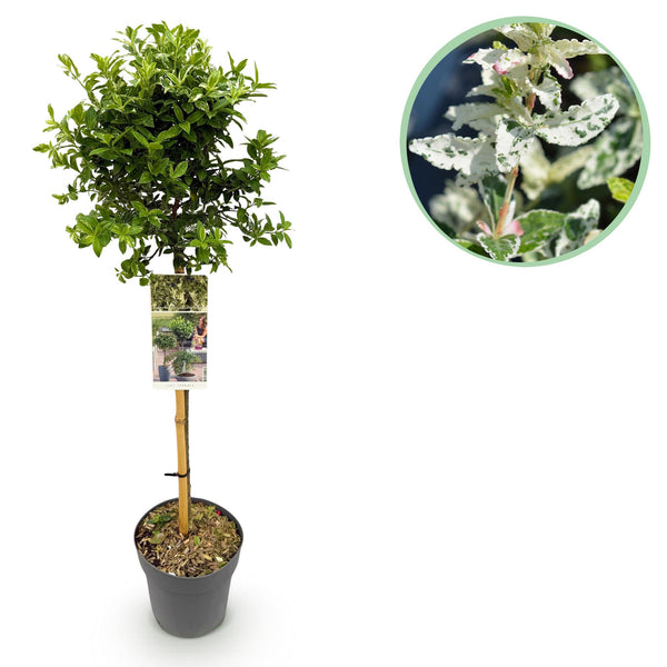 Fusain Harlequin sur tige - Euonymus fortunei