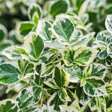 Fusain Emerald Gaiety sur tige - Euonymus fortunei - H 90 cm, pot Ø19 cm