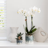 Orchidée Phalaenopsis blanche Mineral Amabilis - cache-pot Sky et boîte cadeau - H 40 cm, pot Ø9 cm