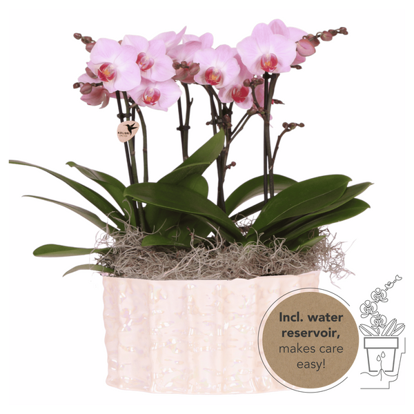 Orchidées Phalaenopsis roses Mineral Antwerpen - bouquet de 3 en coupe Oyster