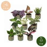 Baby plantes surprise avec cache-pots Linnea vert olive - lot de 3 à 12 mini plantes - pot Ø6 cm - photo 6