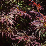Érables du Japon Trompenburg - 2 plants - H 70 cm, pot Ø19 cm