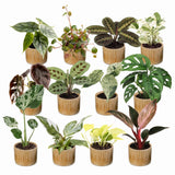 Box surprise baby plantes tropicales - lot de 12 mini plantes avec cache-pots Linnea miel