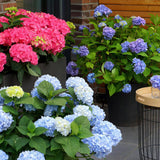 Hortensia Endless Summer The Original bleu - Hydrangea macrophylla - H 20-25 cm, pot Ø14 cm - photo 4