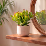 Crassula ovata - Arbre de jade - lot de 2