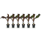 Bananier d'Abyssinie rouge Maurelii - Ensete ventricosum - 6 plants - H 30 cm, pot Ø12 cm