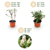 Buddleia Butterfly Candy Little White - H 20-25 cm, pot Ø12 cm