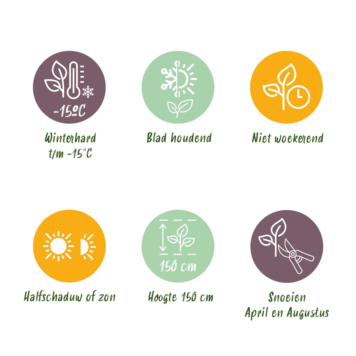 Ilex crenata Caroline Upright – Lot de 8 – Pot 9 cm