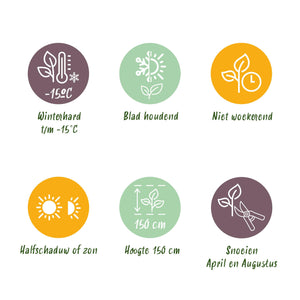 Ilex crenata Caroline Upright – Lot de 8 – Pot 9 cm