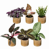 Baby plantes surprise - lot de 6 mini plantes tropicales avec cache-pots Linnea miel