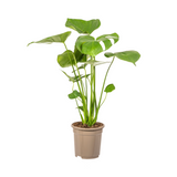Monstera Deliciosa