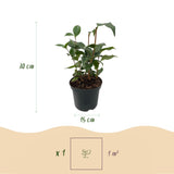 Camélia du Japon Tricolor - Camellia japonica - H 30 cm, pot Ø15 cm