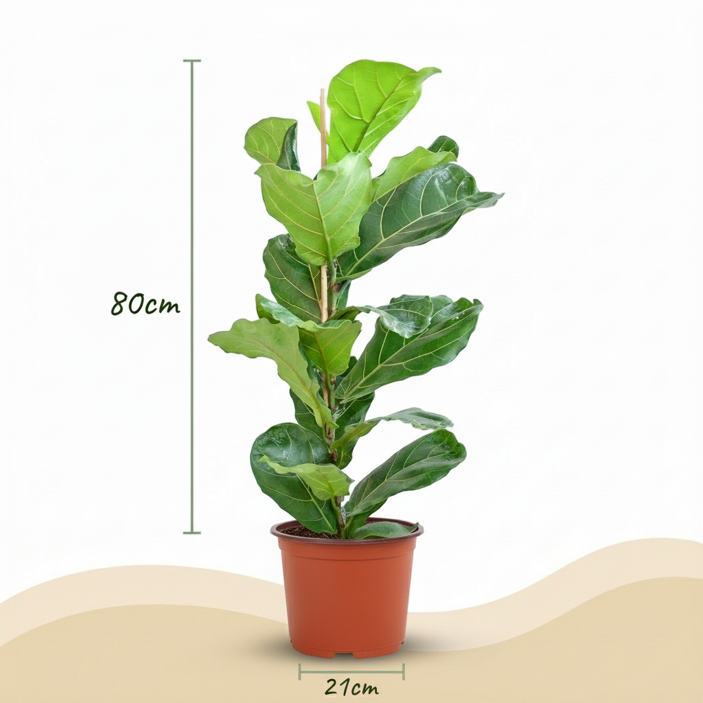 Ficus Lyrata – Figuier violon | Pot 21 cm, Hauteur 75 cm