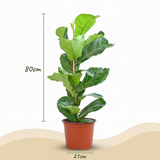 Ficus Lyrata – Figuier violon | Pot 21 cm, Hauteur 75 cm