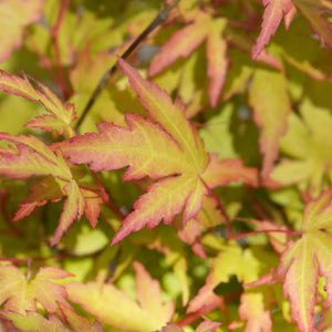 Acer palmatum Sangokaku – Lot de 3 – Pot 12 cm