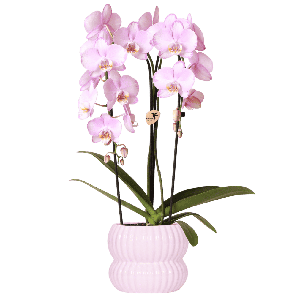 Orchidée Phalaenopsis rose Niagara Fall Xanion avec cache-pot Horizon rose clair