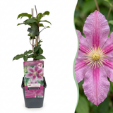 Clématite Piilu - 6 plants