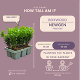 Buis NewGen Freedom en godet - 48 plants - H 15 cm, pot Ø7 cm