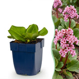 Bergénia - Bergenia cordifolia - H 15-25 cm, pot Ø11 cm