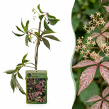 Vigne vierge de Henry - Parthenocissus henryana - H 35 cm, pot Ø9 cm