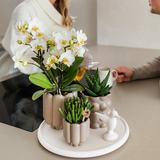 Coffret Slow Living - orchidée Lausanne blanche et 2 plantes vertes sur plateau - H 35 cm