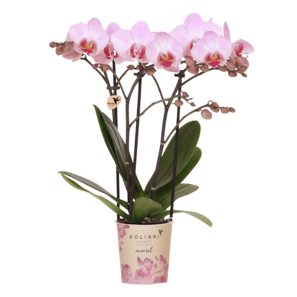 Orchidée Phalaenopsis rose Mineral Antwerpen