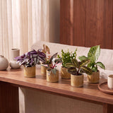 Baby plantes surprise - lot de 6 mini plantes tropicales avec cache-pots Linnea miel