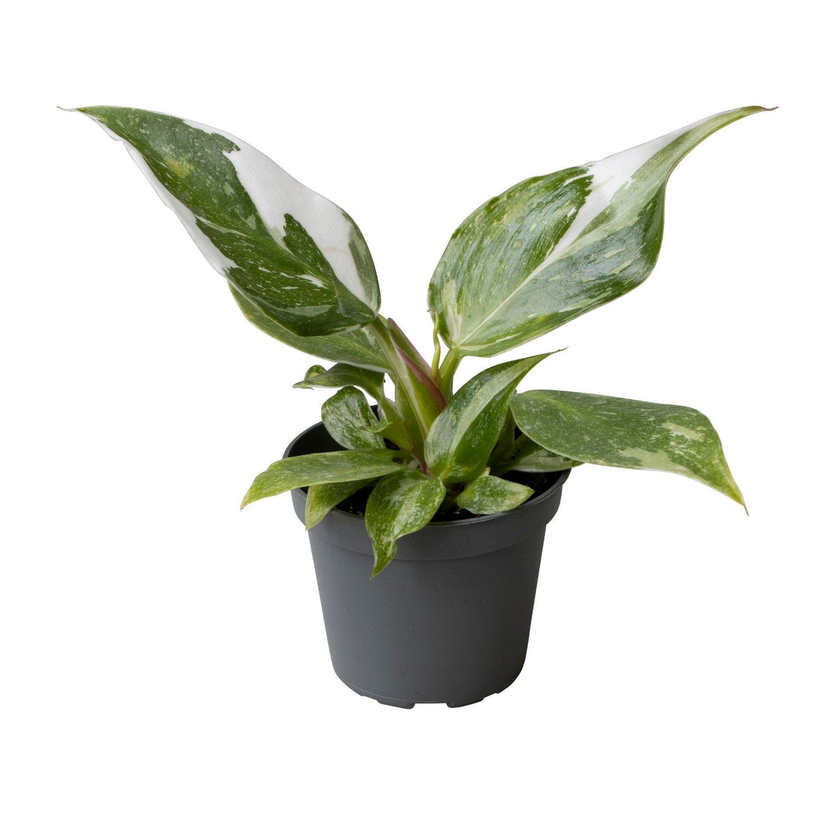 Mini Philodendron White Princess - Philodendron erubescens - H 16 cm, pot Ø6 cm