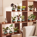 Box surprise baby plantes tropicales - lot de 12 mini plantes avec cache-pots cuivre