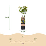 Myrtillier Patriot - H 50 cm, pot Ø15 cm