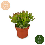 Crassula ovata - Arbre de jade - lot de 2