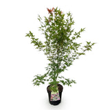 Érable du Japon Phoenix - H 90 cm, pot Ø26 cm