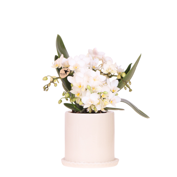 Orchidée Phalaenopsis blanche Botanic Nazaré avec cache-pot Melody crème