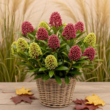 Skimmia japonica Festival - H 30 cm, pot Ø15 cm