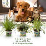 Mix plantes pet-friendly x3 – Cyperus, Callisia, Chlorophytum