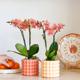 Orchidées Phalaenopsis orange Mineral Bolzano - lot de 2 en cache-pots Poppy orange et pêche - H 40 cm, pot Ø9 cm