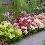 Hortensia paniculé Groundbreaker en mélange - H 20-25 cm, pot Ø14 cm