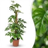 Monstera Minima sur tuteur mousse | Pot 19 cm