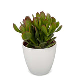 Crassula ovata avec cache-pot blanc - Arbre de jade