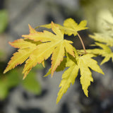 Érable du Japon Orange Dream - Acer palmatum - H 70 cm, pot Ø19 cm