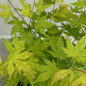 Acer palmatum Orange Dream – Lot de 3 – Pot 12 cm