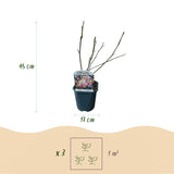 Magnolia de Soulange - fleurs rose pâle - H 45 cm, pot Ø17 cm