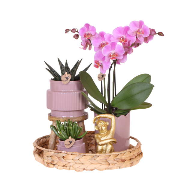 Orchidée Phalaenopsis rose-violet Mineral Frederikstad et 2 succulentes - coffret Desert Summer violet