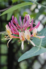 Chèvrefeuille des bois Belgica - Lonicera periclymenum - H 65 cm, pot Ø15 cm